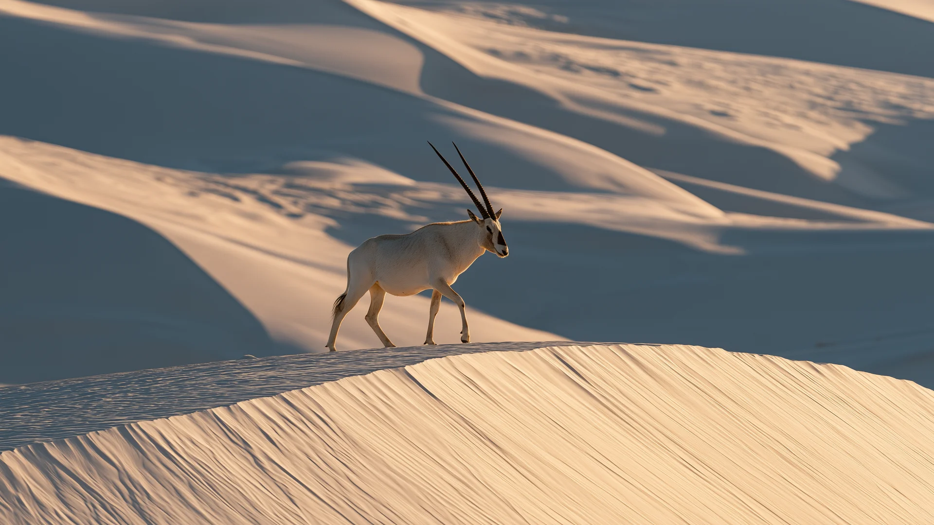 Oryx dune ridge